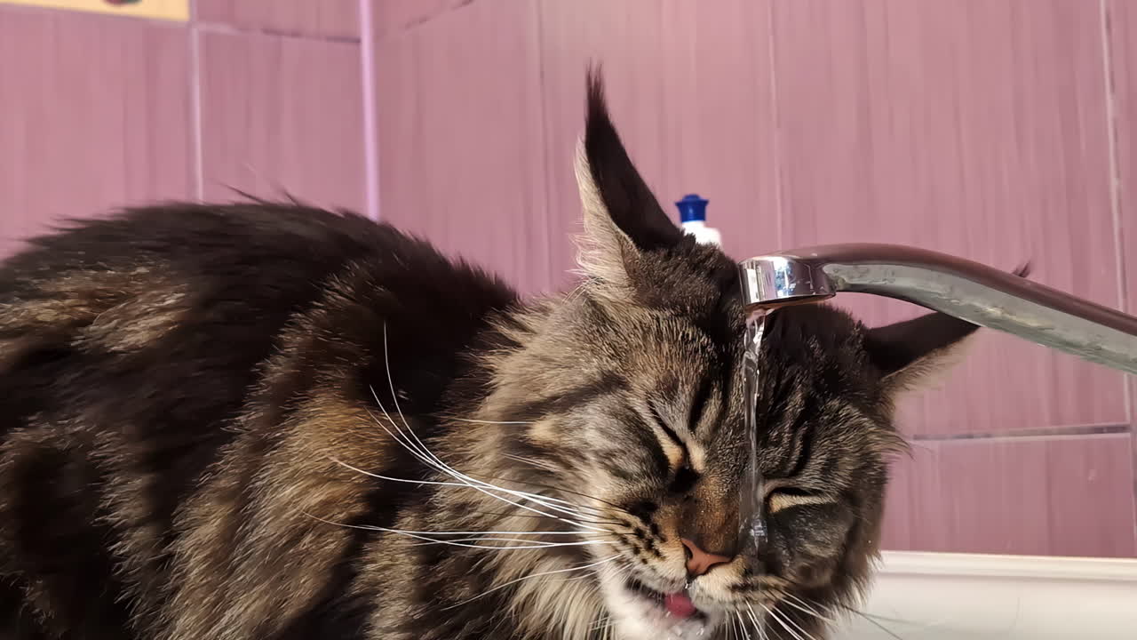 vista en cámara lenta de gato animal felino mascota bebiendo agua corriente del grifo sobre el fregadero en el hogar cocina baño bigotes raza tabby compañero peludo