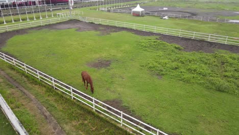 vista aérea de un caballo comiendo en un campo