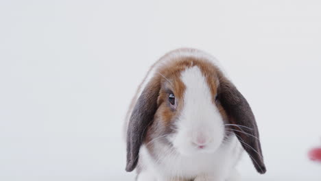 Owner-Feeding-Miniature-Brown-And-White-Flop-Eared-Rabbit-On-White-Background