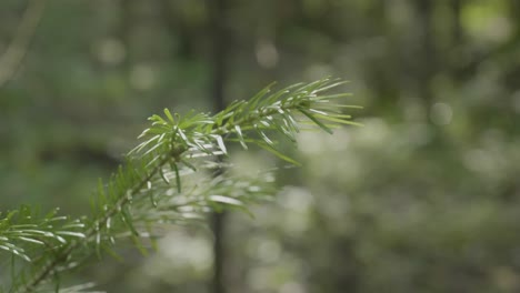 close-up of a pine branch in a forest