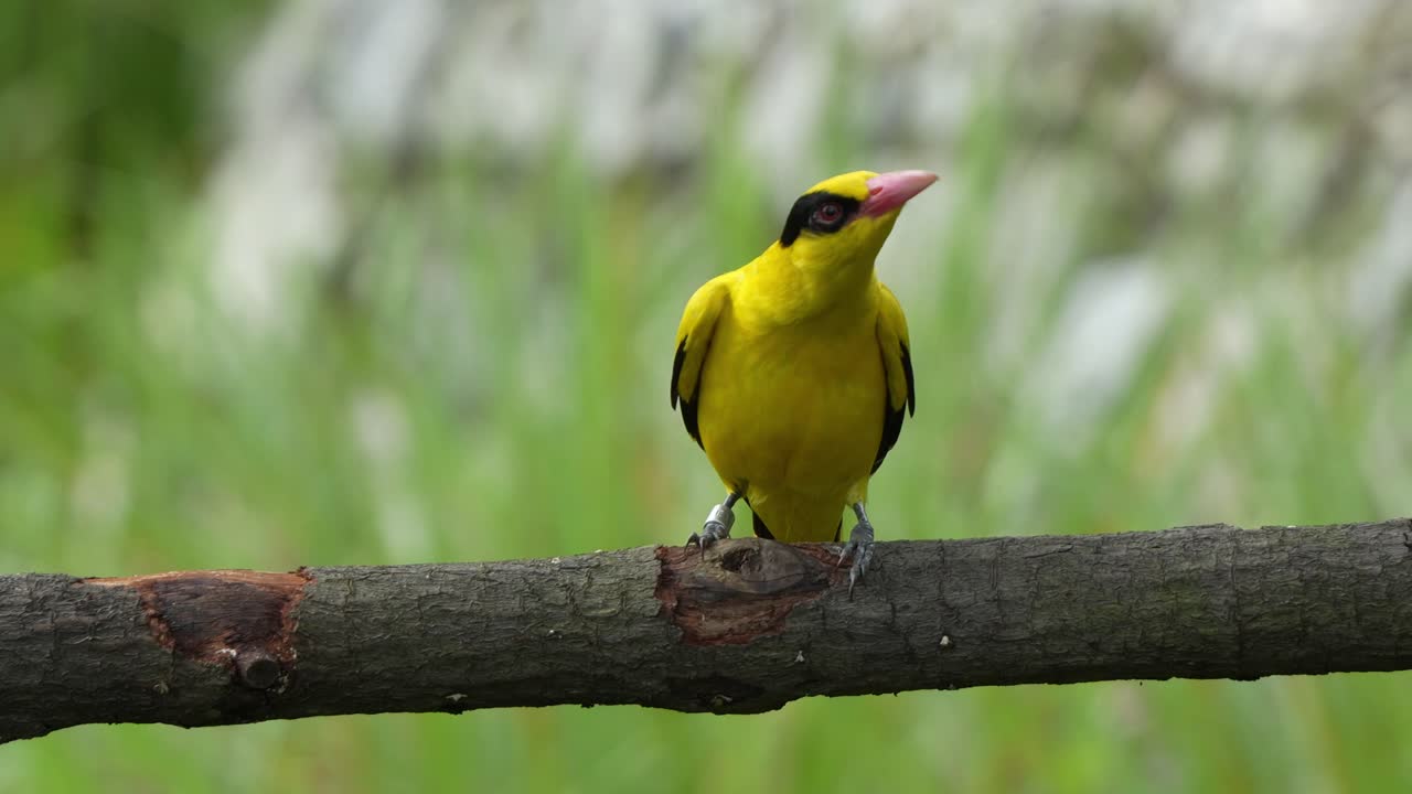 oriole de cuello negro, oriolus chinensis con un brillante plumaje amarillo dorado encaramado en un tronco de madera, preguntándose por los alrededores, y lentamente salta lejos de la escena, tiro de cerca