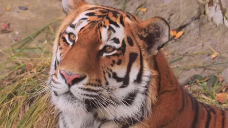 siberian tiger close up. the siberian tiger was also called amur tiger, manchurian tiger, korean tiger,and ussurian tiger, depending on the region where individuals were observed.