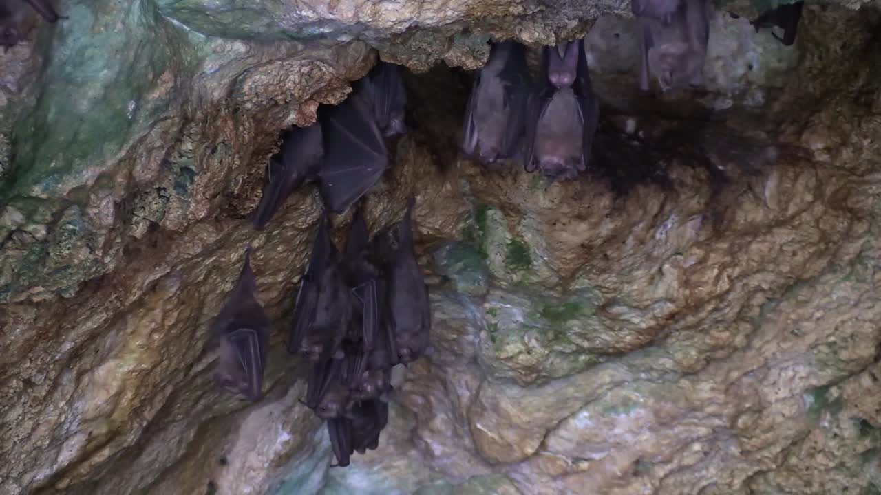 средний снимок фруктовых летучих мышей в пещере на кубе