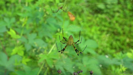 joro spider  hanging on web