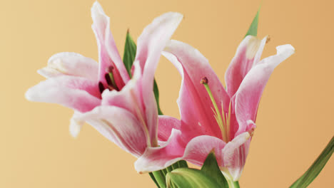 video of pink lily flowers and leaves with copy space on yellow background