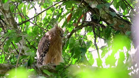 Die-Buffy-Fish-Owl-Ist-Eine-Große-Eule-Und-Doch-Die-Kleinste-Unter-Den-Vier-Fischeulen