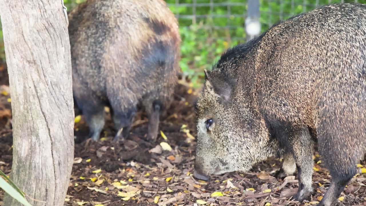 두 마리의 목걸이 페카리 새가 보호구역에서 먹이를 찾고 있습니다.
