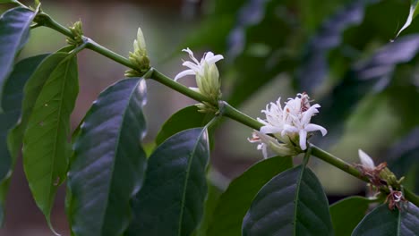 Close-up-of-blooming-coffee-plant-with-shallow-depth-of-field,-coffea-robusta