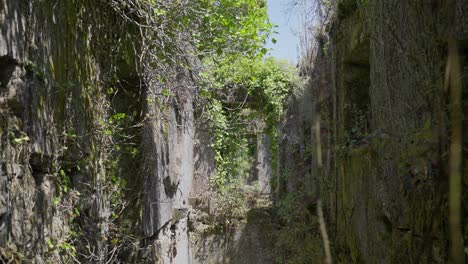 sunlit, ivy-covered walls of ancient ruins at convento de são francisco do monte, overgrown and decayed