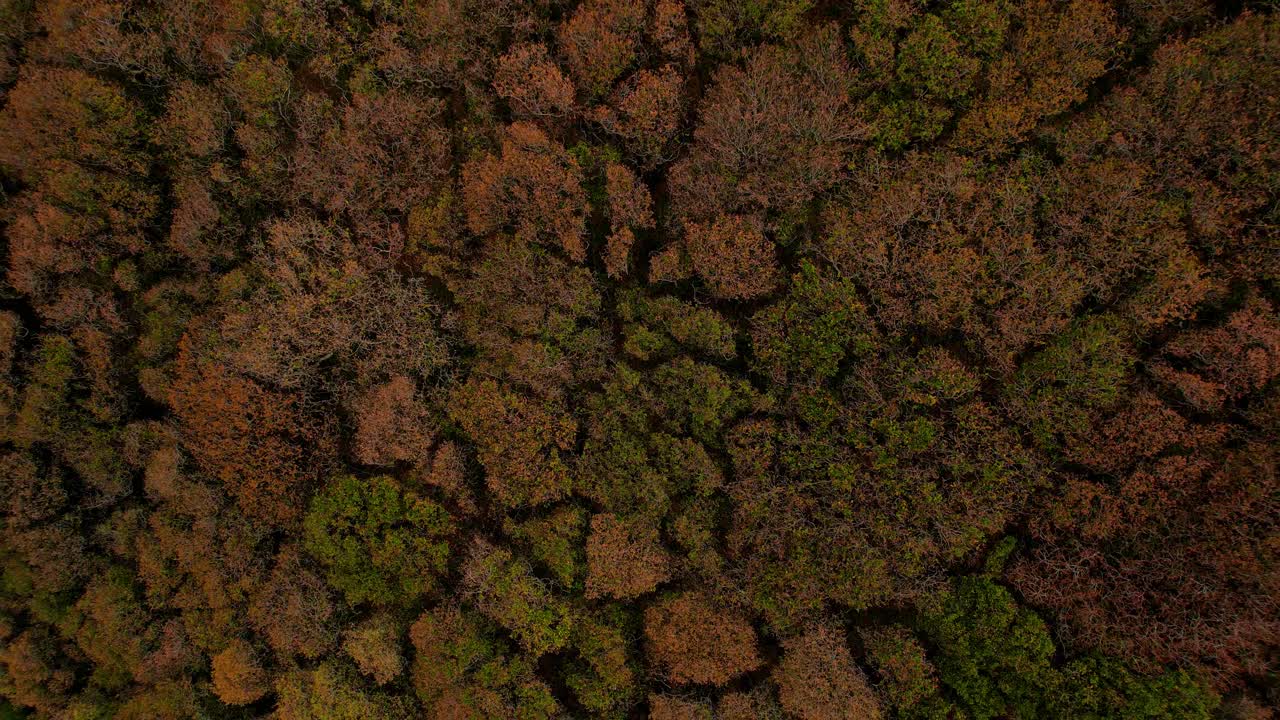 imágenes aéreas de un colorido bosque de robles