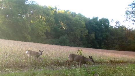 white tail deer - one doe and two fawns walk out of soybean field in upper midwest in early autumn