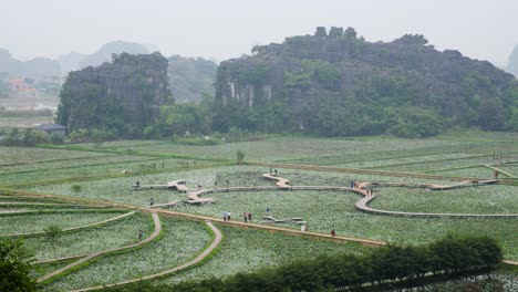 winding pathways weave through a verdant lotus pond at hang mua in ninh binh, vietnam, where visitors traverse raised walkways against a backdrop of majestic limestone mountains shrouded in mist