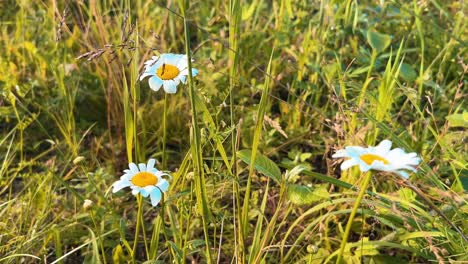 three white daisies, showcasing vibrant yellow centers, bloom among tall grass in a sunlit field, creating a serene and idyllic scene of natural beauty and growth