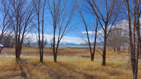 Flying-low-through-the-trees-towards-a-large-lake-and-the-snow-capped-mountains-beyond