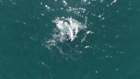 Group-of-playful-dolphins-swimming-in-the-clear-sea