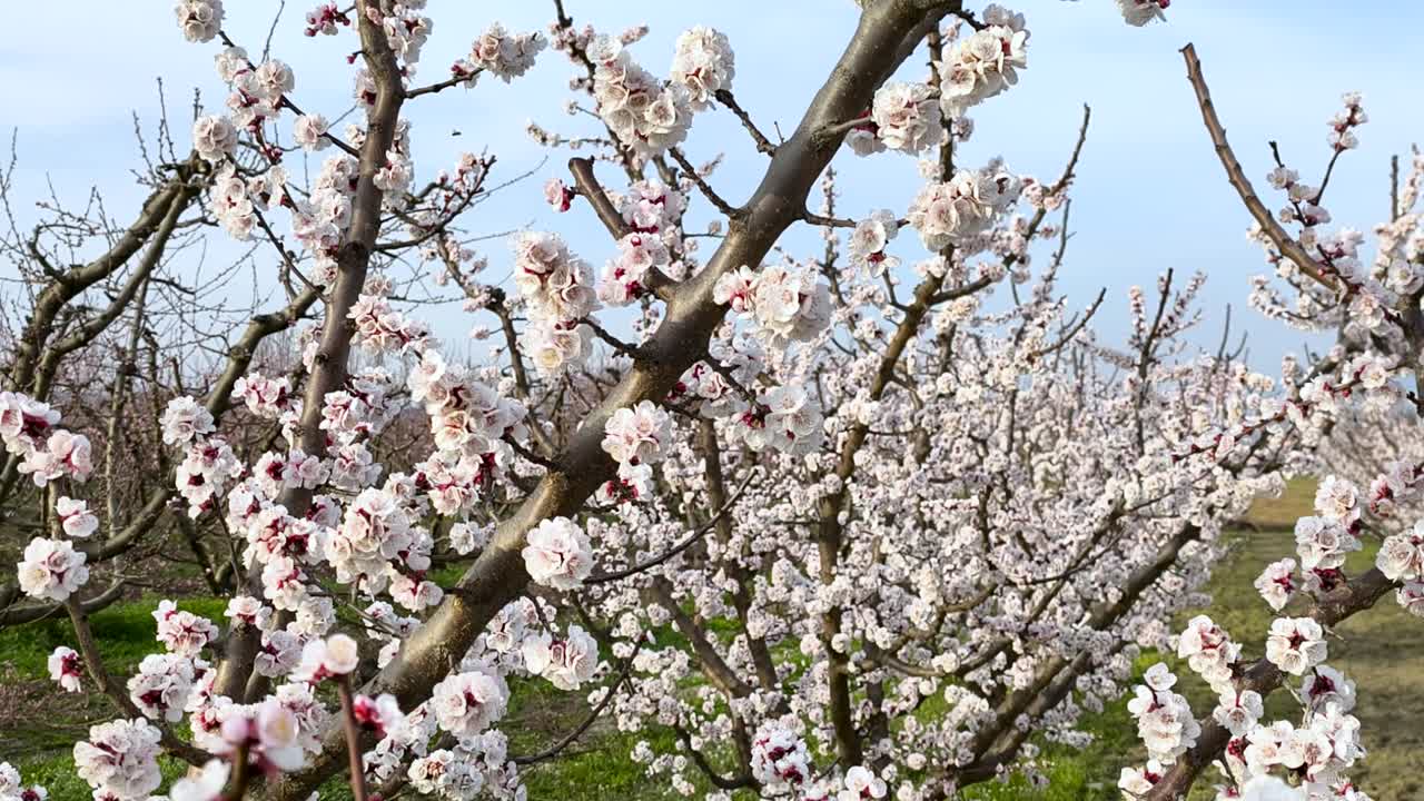 File di albicocchi coperti di fiori bianchi in un frutteto primaverile che creano un vivace paesaggio agricolo sotto un cielo azzurro e limpido.