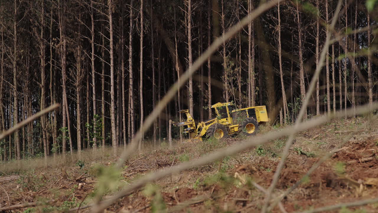 Yellow tractor parked within tall rows of trees in a neatly planted forest environment.