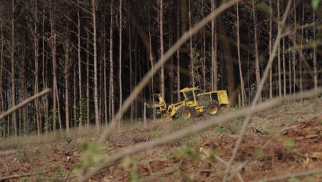 yellow tractor parked within tall rows of trees in a neatly planted forest environment.