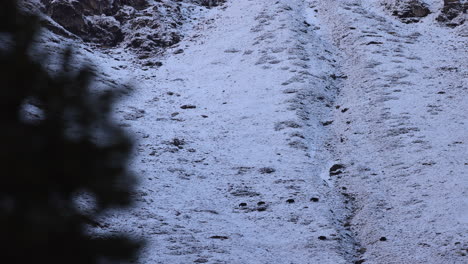 un rastro de yaks caminando a través de una montaña en nepal en las sombras de la mañana temprano