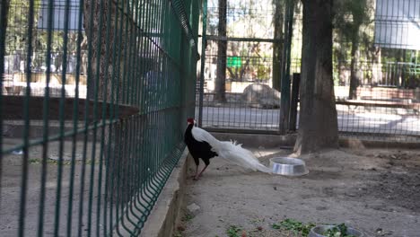 el pájaro faisán camina en su jaula