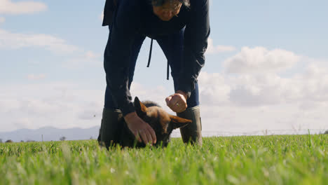 perro pastor con su dueño en la granja 4k