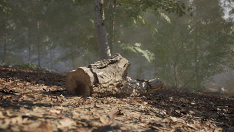 a fallen log resting on the forest floor surrounded by greenery and sunlight