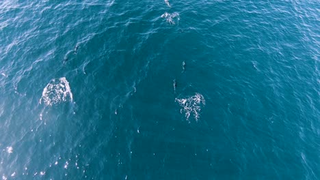 A-Beautiful-Pod-Of-Dusky-Dolphins-Swimming-Freely-In-The-Bright-Blue-Sea-Water-In-Patagonia,-Argentina---aerial-drone