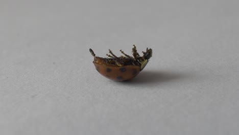boca abajo mariquita coccinellidae sobre su espalda en el interior