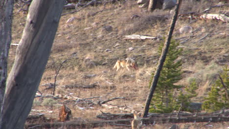 Wolves-Are-Seen-In-Yellowstone-National-Park-1