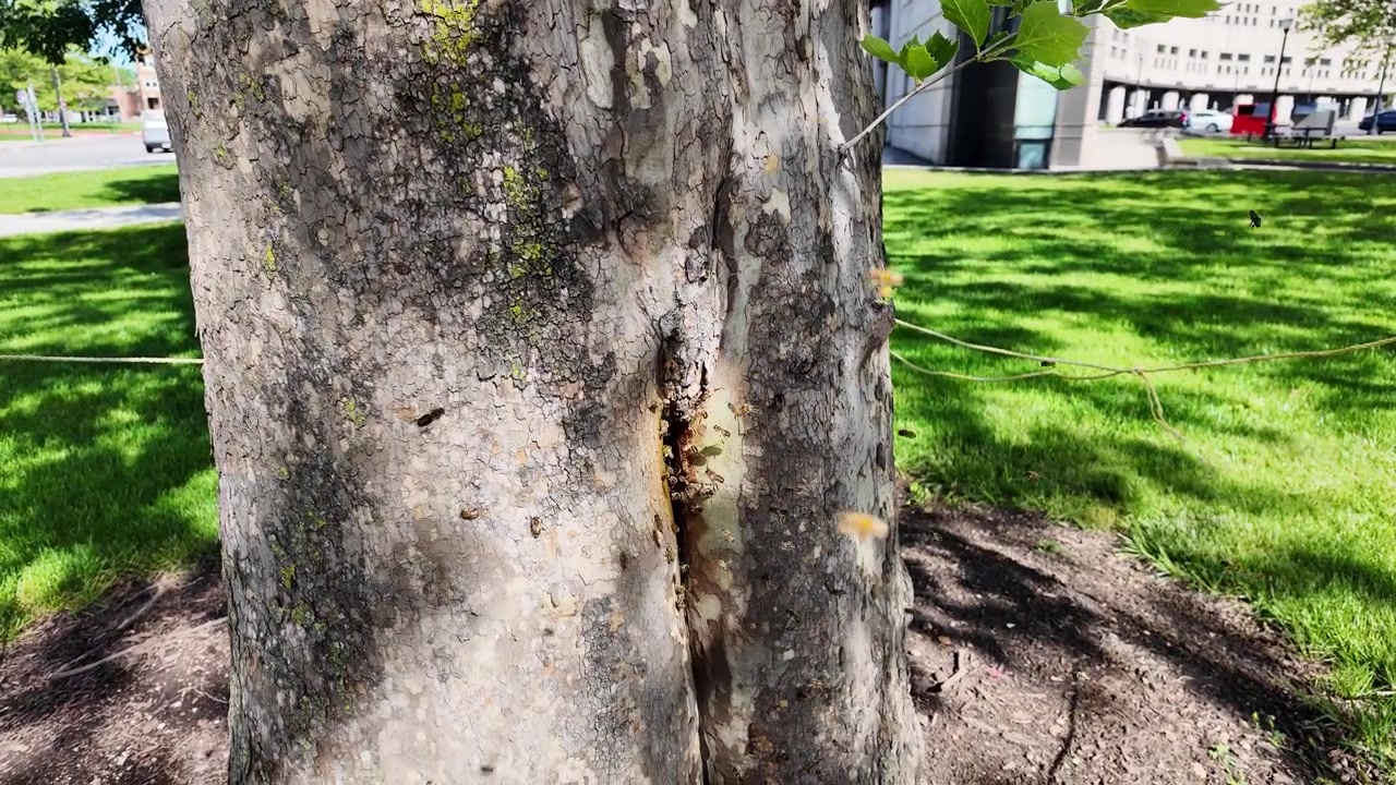 Sciame di api mellifere attorno e all'interno di un albero nel campus dell'Ohio State University a Columbus, Ohio