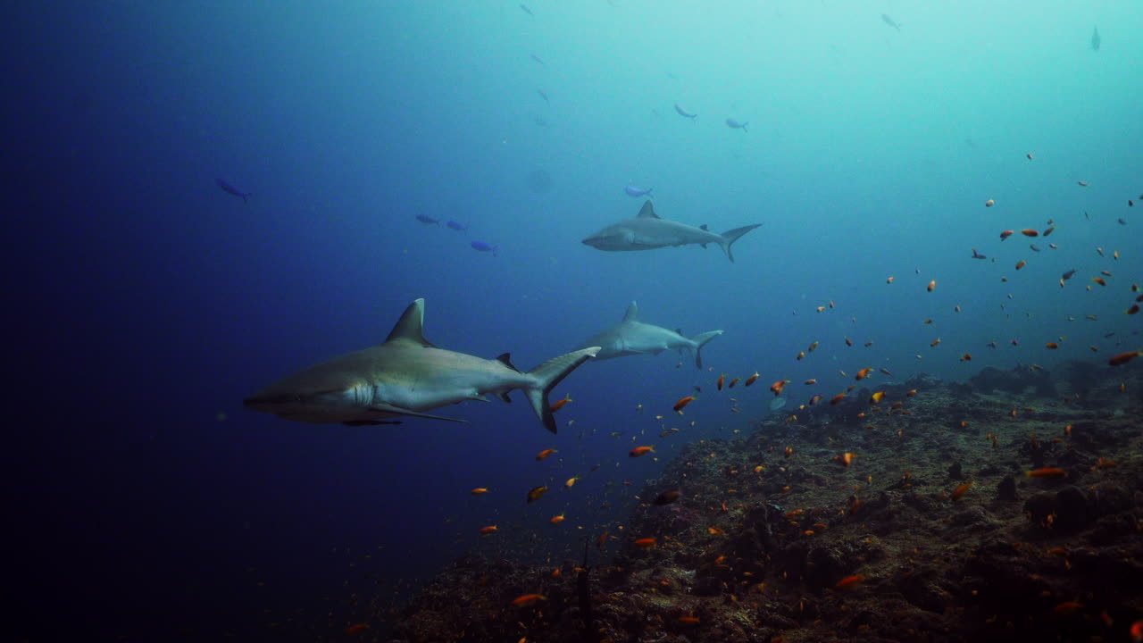 Grey shark on coral reef