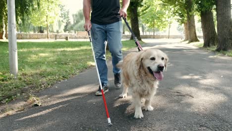 Ciego-Caminando-Con-Su-Perro-Guía-De-Servicio-Y-Un-Palo-Para-Ciegos-En-El-Parque-Durante-Un-Día-Soleado