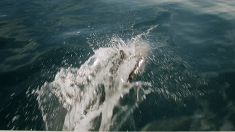 ocean scenes with dolphins
