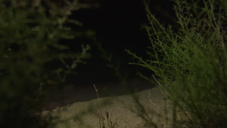moon-lit dirt road at night