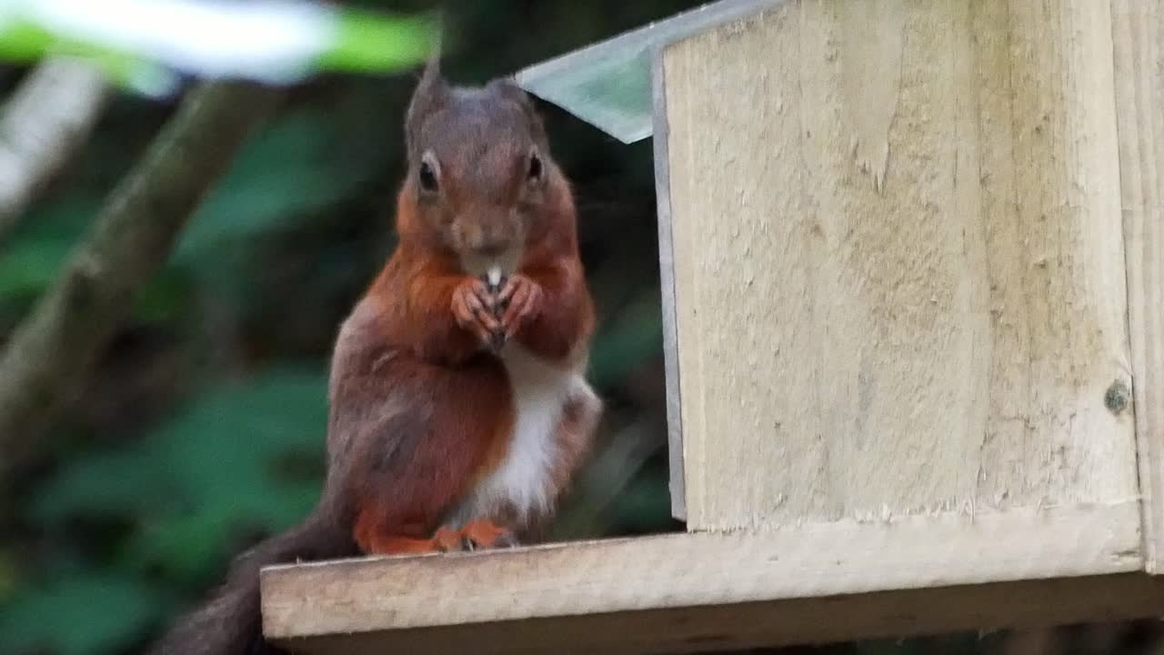 Scoiattolo rosso folto che si arrampica nella mangiatoia di un bosco mangiando noci e semi, in primo piano.