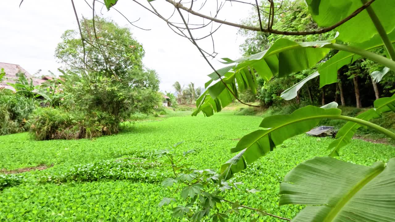 Các loài cây thủy sinh xanh tươi bao phủ một cái ao được bao quanh bởi những tàu lá chuối lớn.