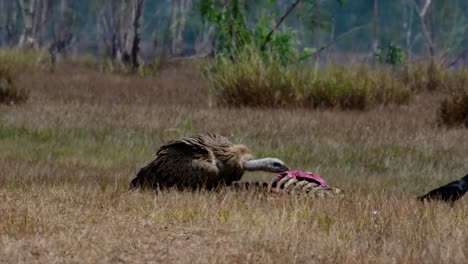 The-Himalayan-Griffon-Vulture-is-Near-Threatened-due-to-toxic-food-source-and-habitat-loss