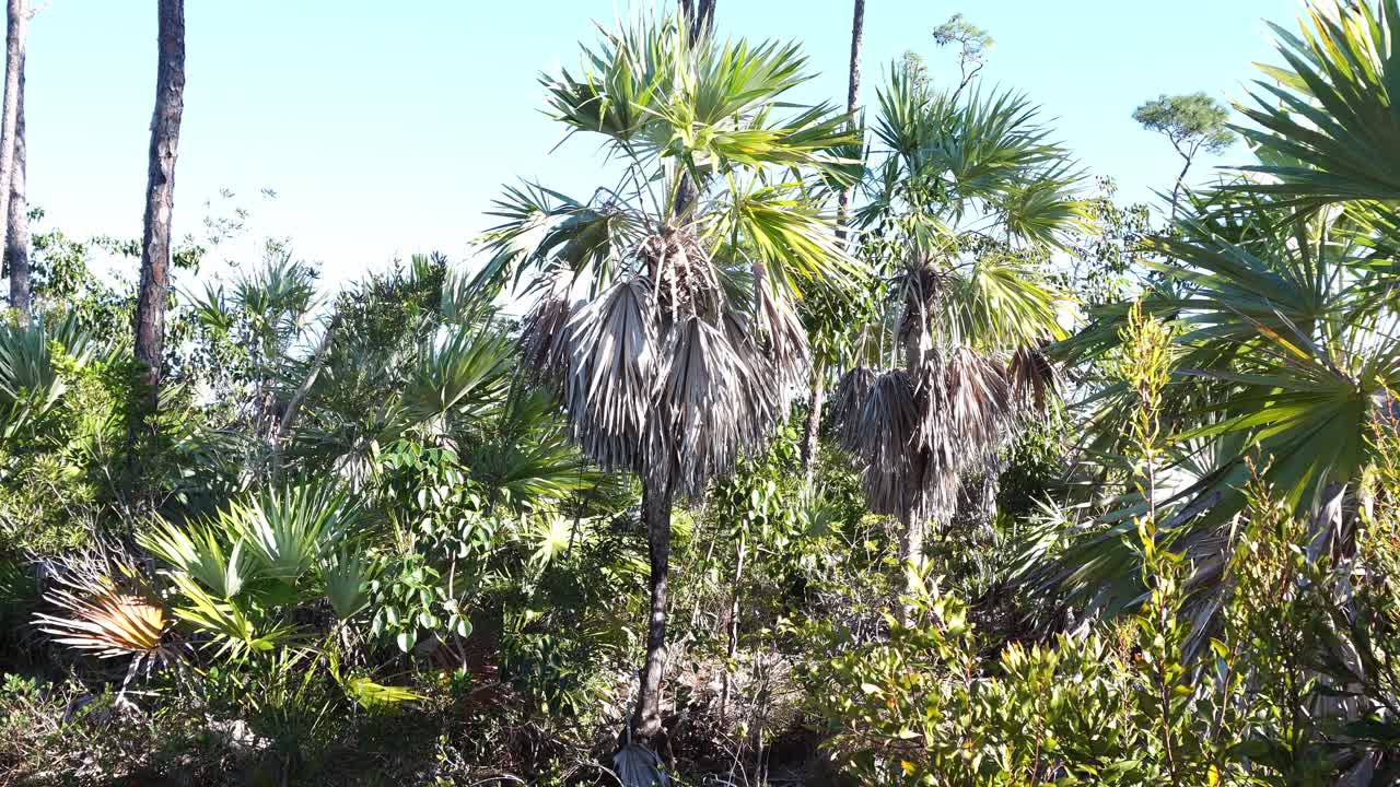 Un’incredibile delicatezza pervade una variegata foresta di alberi piccoli e grandi, con una ricca varietà di specie diverse, il tutto sotto un bellissimo cielo bluastro.