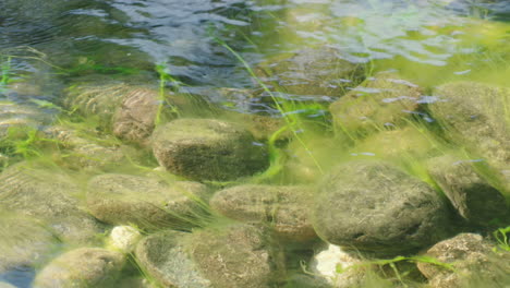 rocks under crystal clear water of river covered in algae during sunny day