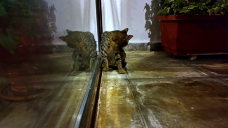 cat curiously paws at its reflection on a glass wall on a dimly lit patio at night