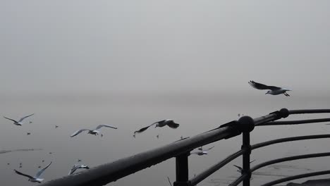 seagulls flying slow motion from railings across eerie misty river