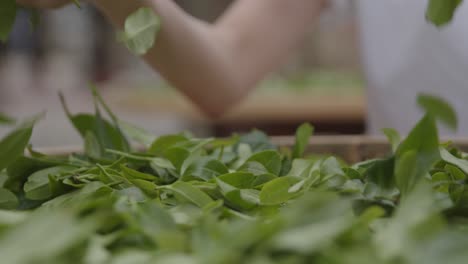 laying out freshly picked green chinese tea leaves on pad for drying process