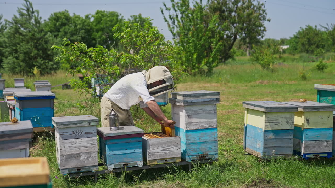 Beekeeper examining his bee farm hives. He takes out the frames out of hive and looks at it in the sun. Numerous bees flying around. Nature background.