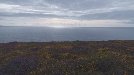 Zoom-Calmante-Sobre-El-Campo-De-Flores-Silvestres-Hasta-El-Horizonte-Del-Océano-En-El-Resplandor-De-La-Mañana,-Plano-General