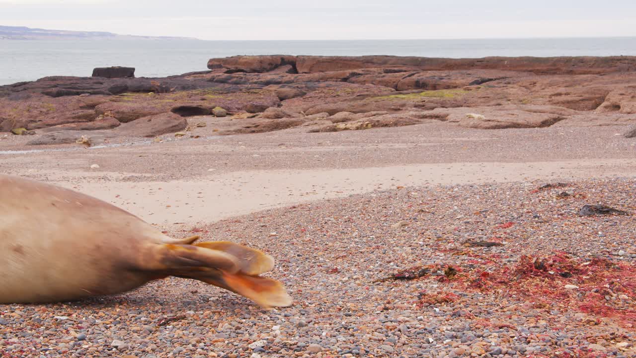 수 ⁇  코끼리 해파리의 클로즈업이 모래 해변을 따라 바다를 향해 뛰어다니고, 젊은 해변 마스터