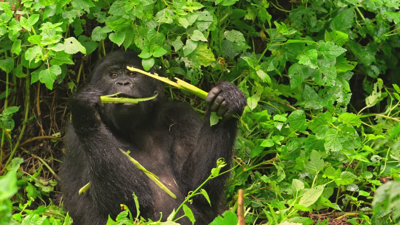 Giovane gorilla di montagna che si nutre nel Parco Nazionale impenetrabile di Bwindi in Uganda.