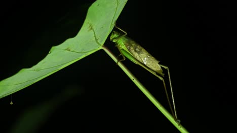 katydid, bush cricket, tettigoniidae, 4k footage