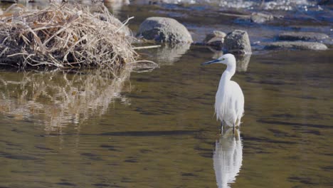 white little egret or small heron in standing water near rapids of fast-flowing yangjae stream