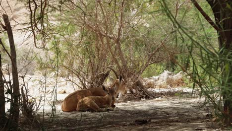 madre y hijo capra cabras salvajes en el desierto del mar muerto 4k