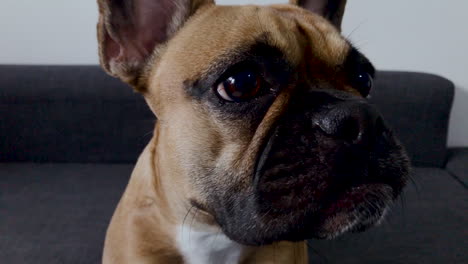 French-bulldog-face-close-up